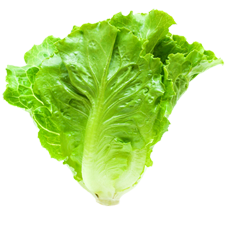 Picture of Lettuce.
