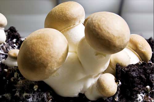 Before you Grow Mushrooms, you Have to Create Soil.